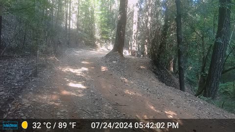 Black Bear Out in Daytime