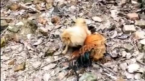 Chicken VS Dog, Fight - Funny Dog Fight Videos