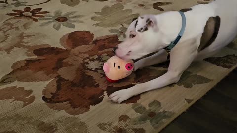 Vinny and the Pig