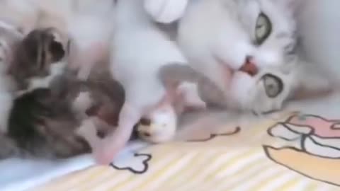 baby cats -cute and fuuny video compilation
