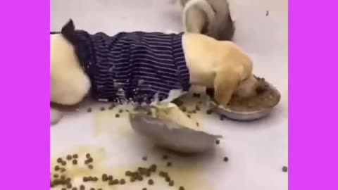 Dog eating food 🐕