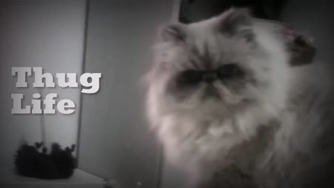 Naughty Kitten Glass Break Epic Moment | Cat Show