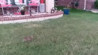 We play with a bunny