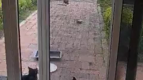 This two cute kittens loves to play on the front door Part 1