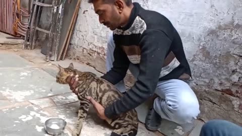Cat Rescued from the Iron Entrance | Cat Stuck in Iron Entrance