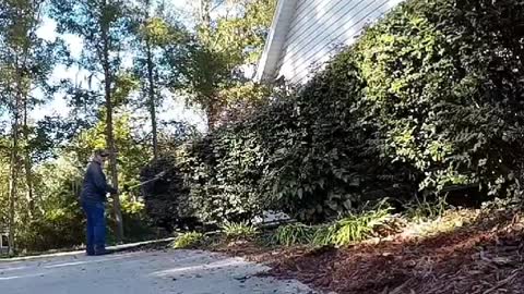 Trimming Hedges