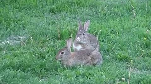 Mother rabbit thumping a warning