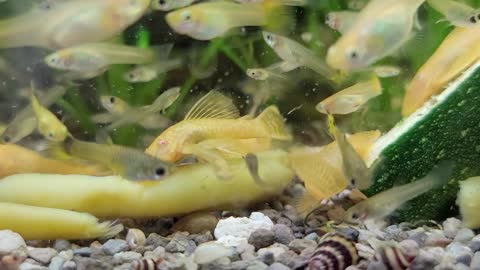 Guppies & Plecos