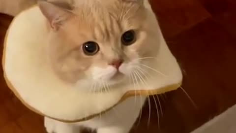 Cute Cat got Scared | Funny and Cute video | Watch