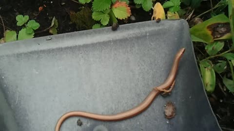 This small slow worm was trapped in a water catch basin,I saved him. Germany 2021. Video