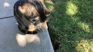 Trixie Looking for Gophers in Backyard