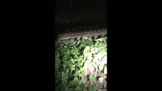 Python Perches on Fence