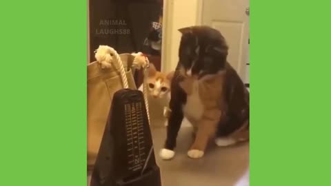 Watch Until The End Curious Cat Is A Bit TOO Curious 😹