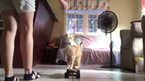 Athletically Talented Kitty Shows Off Cool Skateboarding Skills