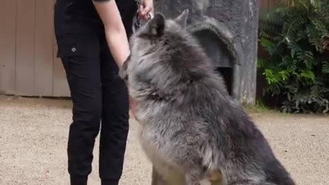 Learn what it's like to work with the awesome animals at Six Flags!