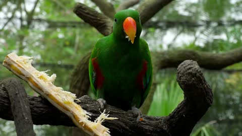 Parrot eating close up