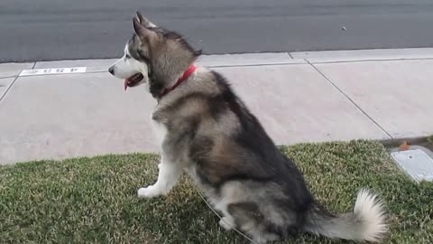 Dog Husky says Ice Cream runs to truck