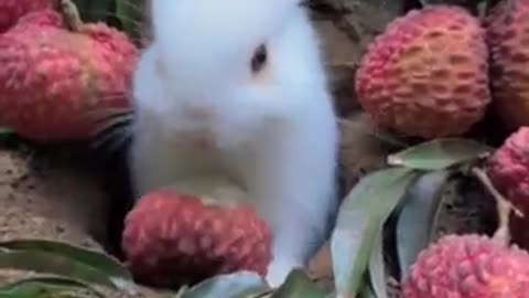 Cute Rabbit Eating - Amazing Rabbit