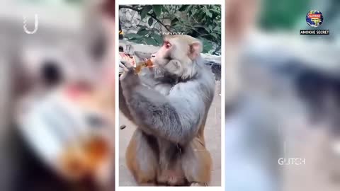 कुत्ते को बंदर को उंगली करना भारी पड़ा ll Monkey funny movement recorded on camera 🤣😂