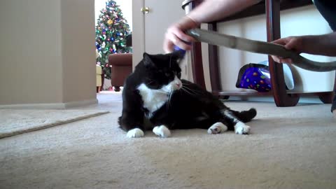 Bob, my other cat also loves to be vacuumed