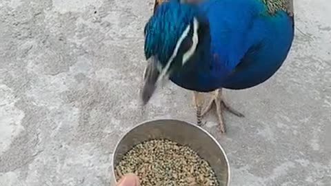 Peacock 🦚 videos _ #shorts