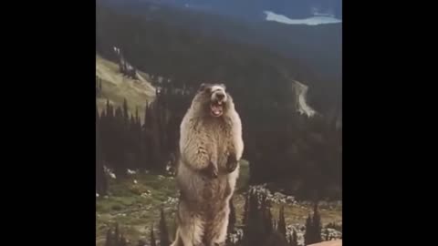 Crazy bear