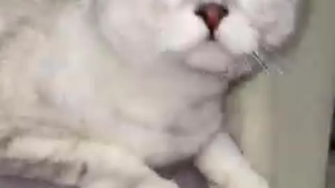 Cat Reaction How did you do