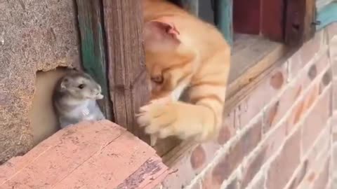 Tom & Jerry in real life!