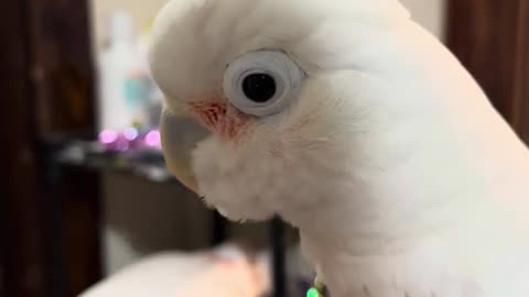 Misha's Mischievous Adventure: The Quest for a New Nest 🦜😈 | Moluccan Cockatoo Shenanigans
