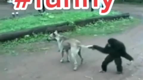 Animal funny video