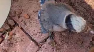 Baby Bluejay has a Lot to Say