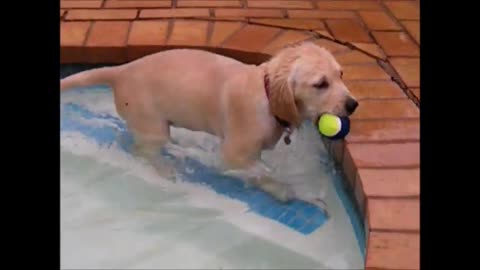 LEXI the Golden Retriever puppy shows off her water-retrieving skills