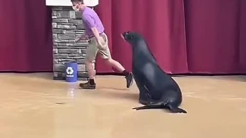 Seal and man
