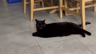 Adopting a Cat from a Shelter Vlog - Cute Precious Piper is a Long Lounging Kitty Security Guard