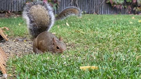 Squirrel Zoomies