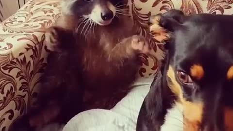 Raccoon gnaws a dog