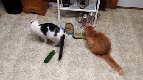 Cats Scared by Cucumbers Compilation