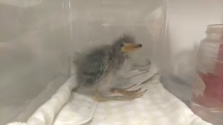 The Weirdest Baby Bird I Have Ever Seen!