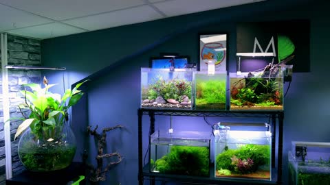 Aquarium Tutorial - How to Build Nano Jungle Plant Aquarium