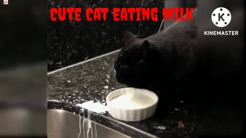 Baby cute cat eating milk