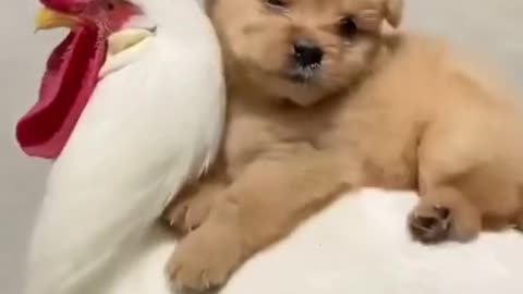 Cock carries little cute puppy