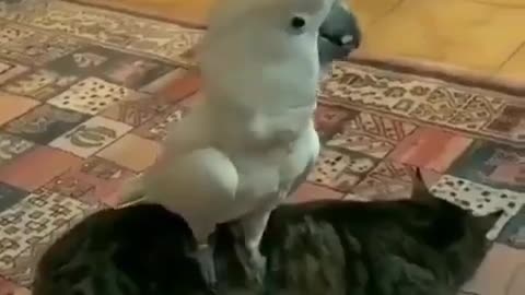 When the cockatoo parrot awakens the cat by imitating the dog