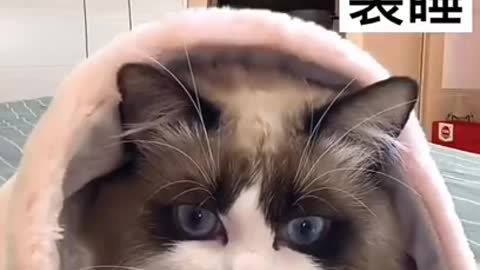 Cute Genuis Cat