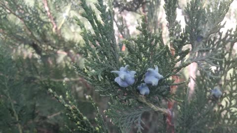 Cypress flowers have grown