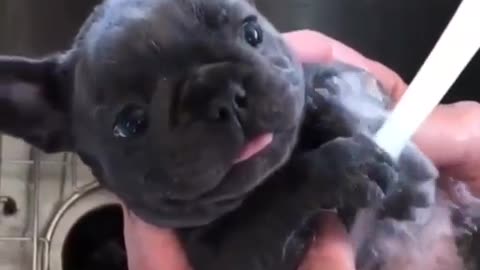 Cute Puppy Having a Bath