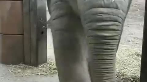 Baby cute elephant