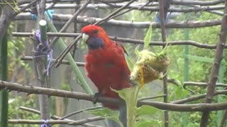 Parrot Eating Sunflower in the Garden