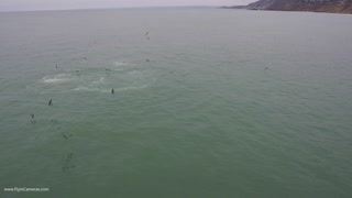 Pacifica Humpback Whales