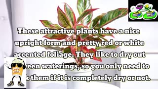 22 plants u water less