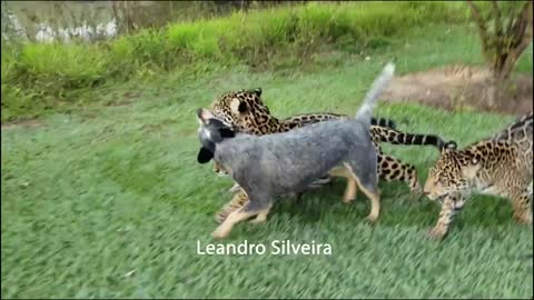 See what the dog did to the jaguar